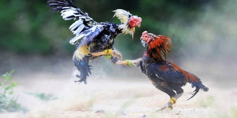 Hiểu rõ về đá gà cựa sắt thomo