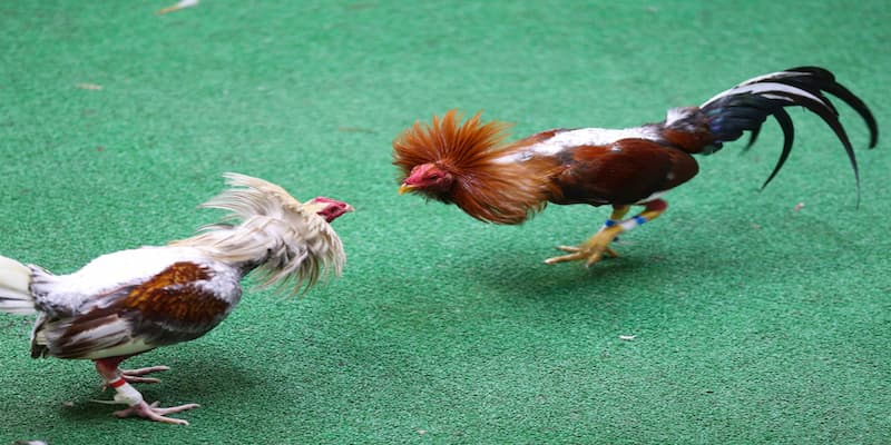 Hiểu rõ về đá gà trực tiếp trên mạng