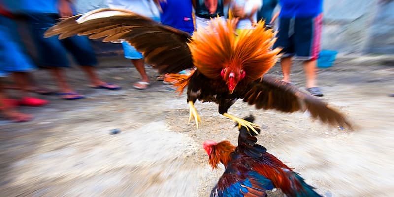 Kinh nghiệm nâng cao cho người chơi đá gà cựa sắt thomo