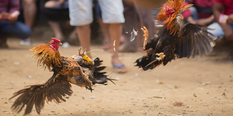 Kinh nghiệm nâng cao cho người chơi trực tiếp đá gà tre