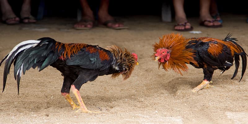 Những lưu ý quan trọng khi chơi đá gà trực tiếp trên mạng