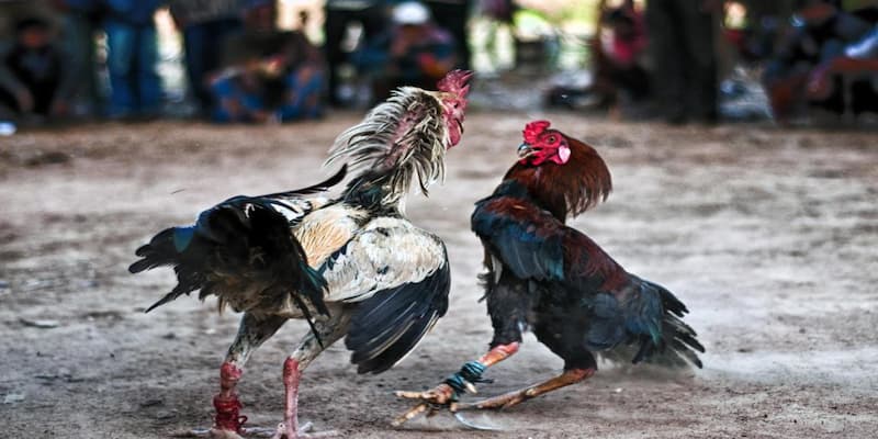 Tại sao Soc88 là lựa chọn hàng đầu cho trực tiếp c3 đá gà